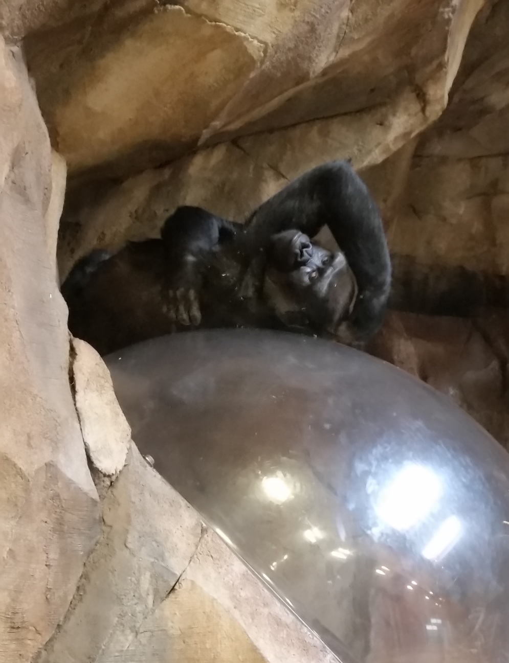 Gorilla lounging