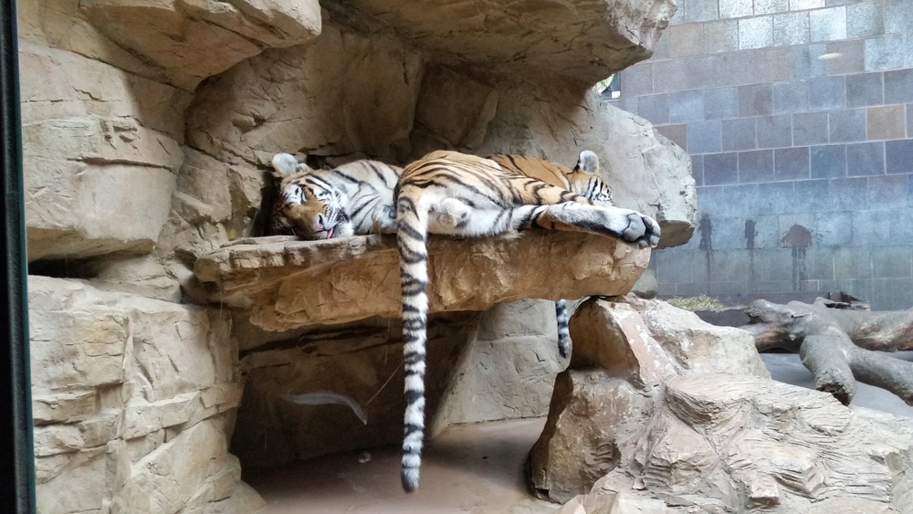 Tigers Sleeping