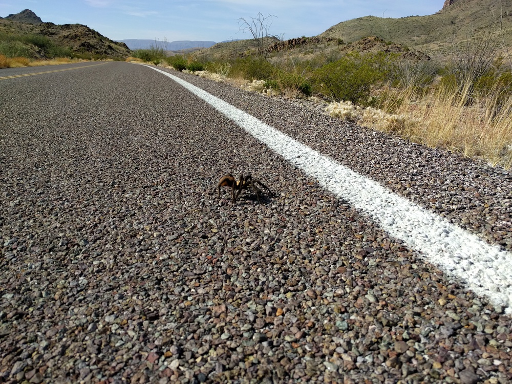 bb_tarantula_crossing-resized