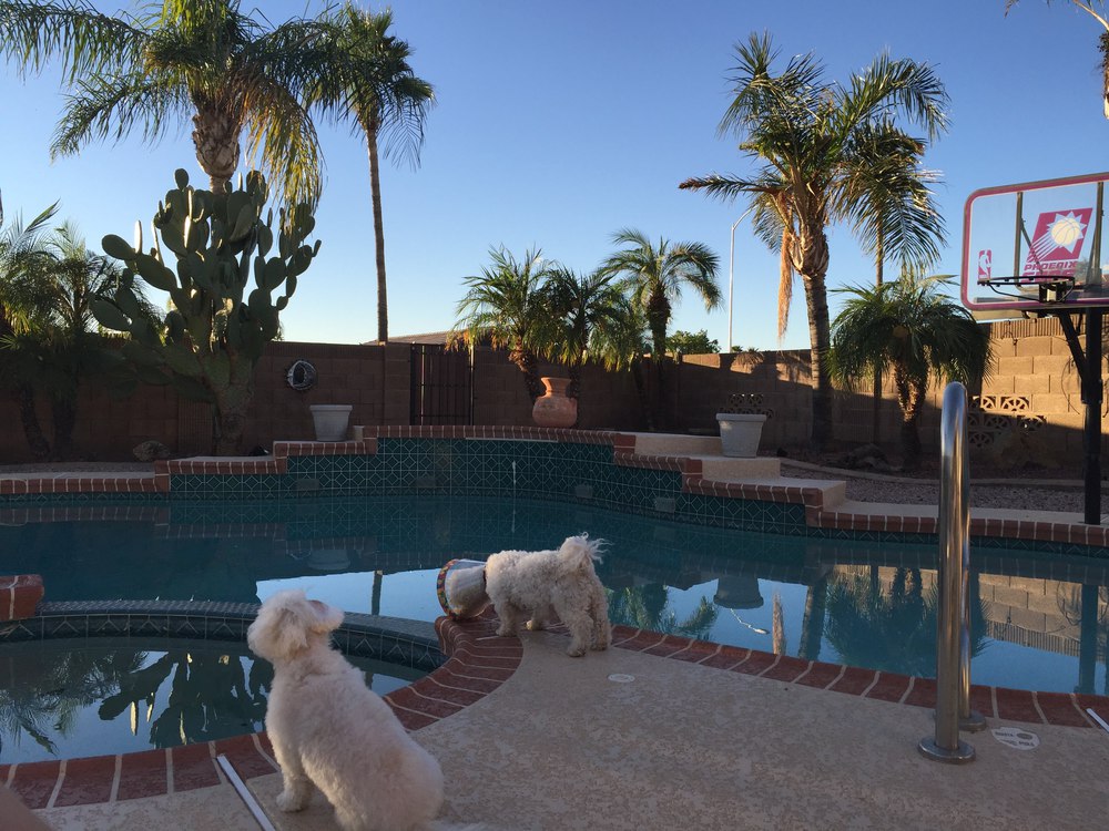 mesa-dogs_by_pool-resized