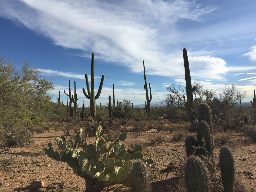 saguaro-cactus_variety-resized