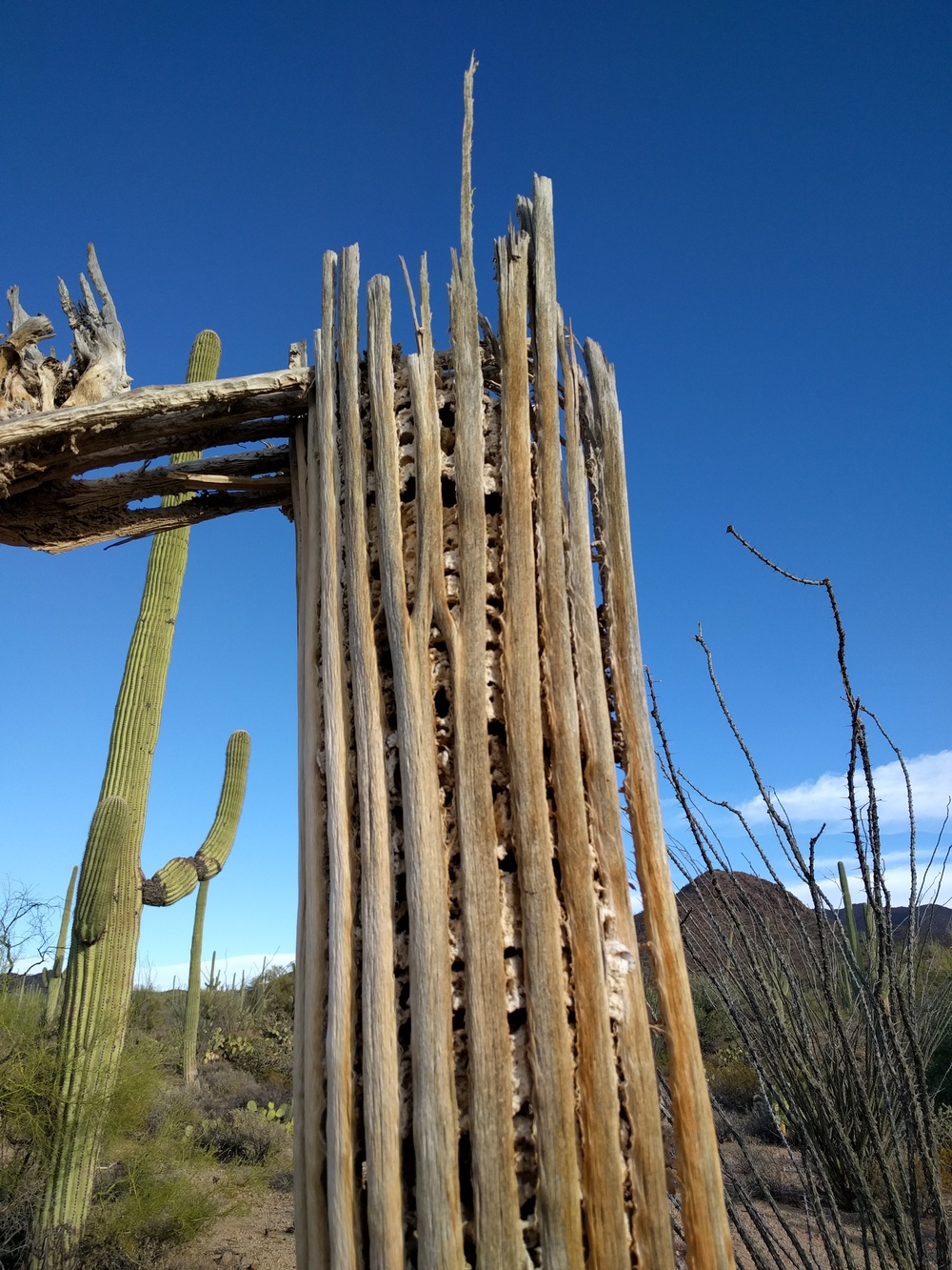 saguaro-closeup_broken-resized