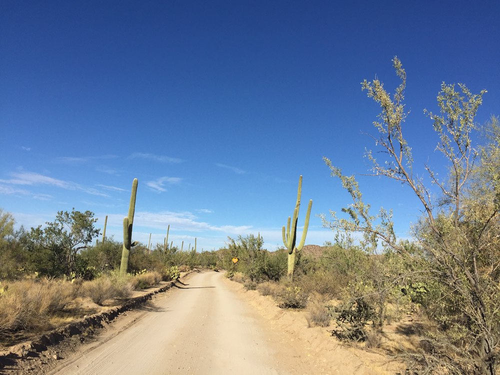 saguaro-dirt_road-resized