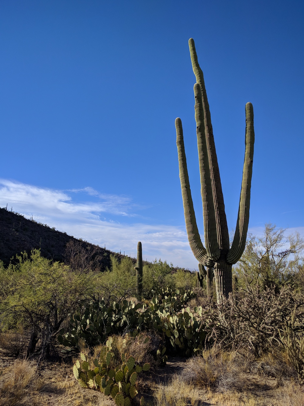 saguaro-tall_cactus_portrait-resized