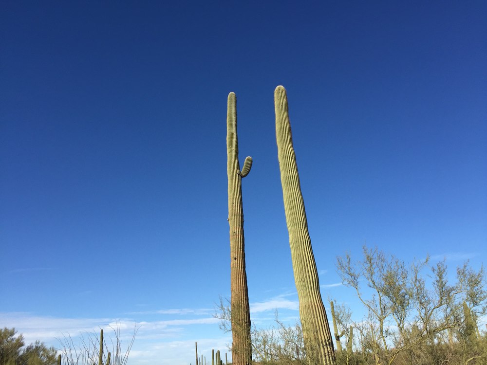 saguaro-two_tall_ones-resized