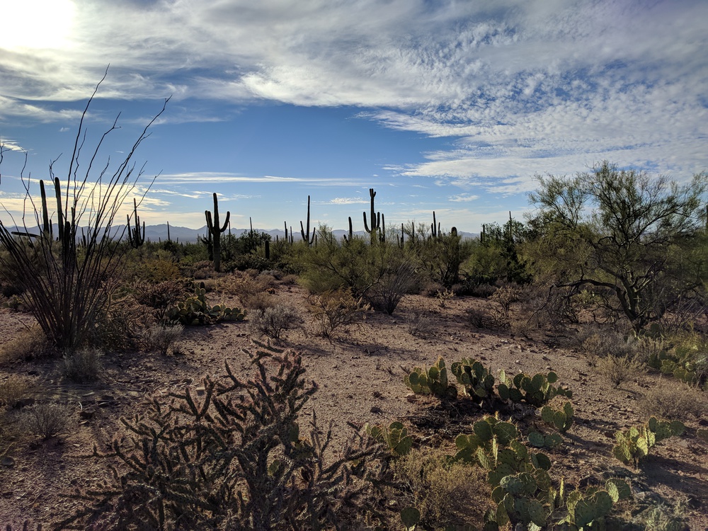 saguaro-variety_and_sky-resized