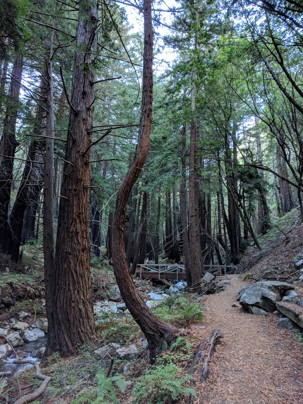 bigsur-curved_tree-resized